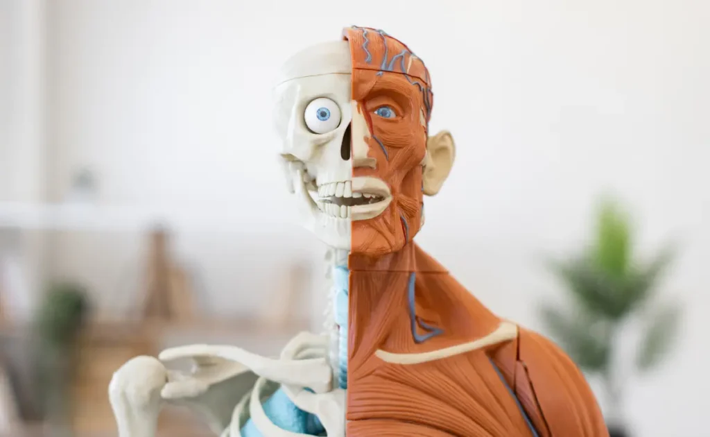 An anatomy model of the human body showing muscles in the neck and shoulders.